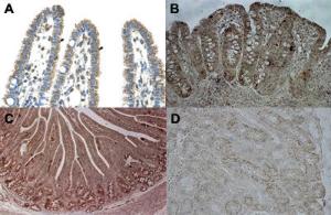 Anti-CPS1 Rabbit Polyclonal Antibody