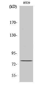 Western blot analysis of various cells using Anti-NCBP1 Antibody