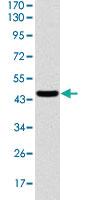 Anti-ASS1 Mouse Monoclonal Antibody [clone: 2C10]