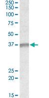 Anti-UTF1 Goat Polyclonal Antibody