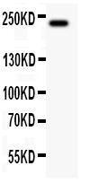 Anti-MUC4 Polyclonal Antibody