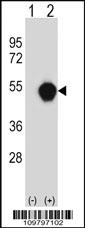 Anti-SIDT2 Rabbit Polyclonal Antibody