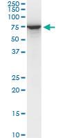 Anti-STIP1 Mouse Monoclonal Antibody [clone: 1C6]