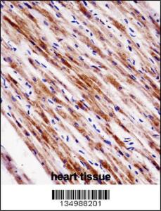 Anti-NR1D2 Rabbit Polyclonal Antibody (HRP (Horseradish Peroxidase))