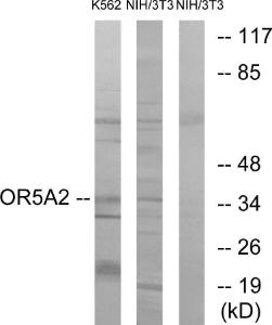 Western blot analysis of lysates from NIH/3T3 and K562 cells using Anti-OR5A2 Antibody. The right hand lane represents a negative control, where the antibody is blocked by the immunising peptide.