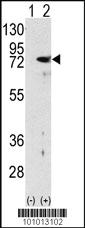 Anti-PRKCD Rabbit Polyclonal Antibody