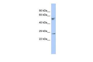 Anti-RD3 Rabbit Polyclonal Antibody