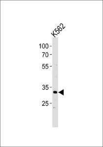 Anti-P5F1B Rabbit Polyclonal Antibody (APC (Allophycocyanin))