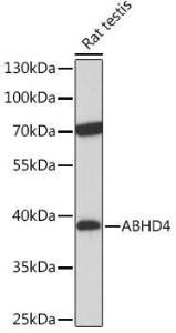 Western blot analysis of extracts of Rat testis, using Anti-ABHD4 Antibody (A308120) at 1:1,000 dilution. The secondary antibody was Goat Anti-Rabbit IgG H&L Antibody (HRP) at 1:10,000 dilution.