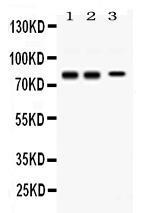 Anti-SYN1 Rabbit Polyclonal Antibody