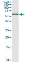 Anti-POLG2 Polyclonal Antibody Pair