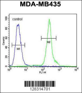 Anti-ZBBX Rabbit Polyclonal Antibody (FITC (Fluorescein Isothiocyanate))