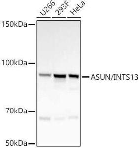 Western blot analysis of various lysates, using Anti-INTS13 Antibody [ARC55758] (A309652) at 1:70,000 dilution. The secondary Antibody was Goat Anti-Rabbit IgG H&L Antibody (HRP) at 1:10000 dilution. Lysates/proteins were present at 25 µg per lane