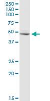 Anti-FH Mouse Monoclonal Antibody [clone: 5D4]