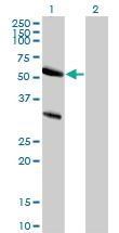 Anti-TRAF7 Rabbit Polyclonal Antibody