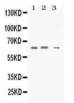 Anti-SYN2 Rabbit Polyclonal Antibody