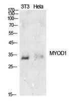 Western blot analysis of extracts from NIH 3T3, Hela cells using Anti-MYOD1 Antibody