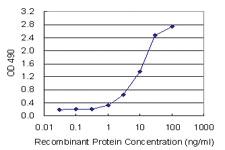 Anti-PEBP1 Mouse Monoclonal Antibody (Biotin)