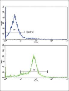 Anti-GDF6 Rabbit polyclonal antibody