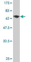 Anti-EEF1G Mouse Monoclonal Antibody [clone: S1]