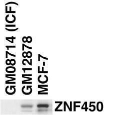 Anti-ZBTB24 Rabbit Polyclonal Antibody