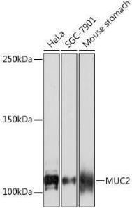 Western blot analysis of extracts of various cell lines, using Anti-MUC2 Antibody [ARC1012] (A308122) at 1:1000 dilution