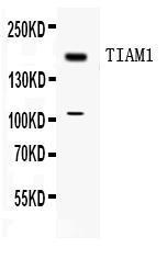 Anti-TIAM1 Rabbit Polyclonal Antibody