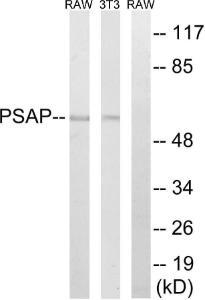 Western blot analysis of lysates from NIH/3T3 and RAW264.7 cells using Anti-PSAP Antibody. The right hand lane represents a negative control, where the Antibody is blocked by the immunising peptide