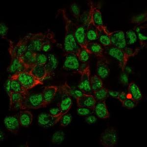 Immunofluorescent analysis of paraformaldehyde fixed HepG2 cells stained with Anti-SUMO-2 + SUMO-3 Antibody [SPM572] followed by Goat Anti-Mouse IgG (CFand#174; 488) (Green). Counterstain is Phalloidin (Red)