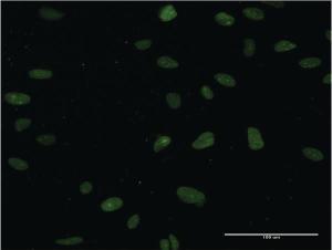 Anti-NUCKS1 Mouse Monoclonal Antibody [clone: 3G10]