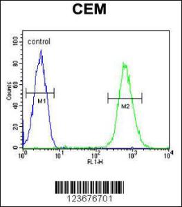 Anti-CD37 Rabbit Polyclonal Antibody (PE (Phycoerythrin))