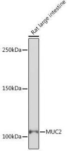 Western blot analysis of extracts of Rat large intestine, using Anti-MUC2 Antibody [ARC1012] (A308122) at 1:1000 dilution