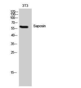 Western blot analysis of 3T3 cells using Anti-PSAP Antibody