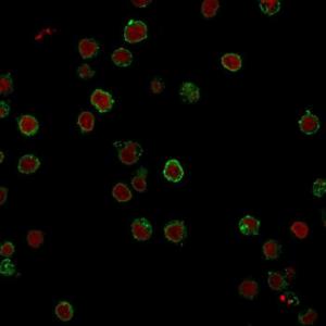 Immunofluorescent analysis of Jurkat cells stained with Anti-CD3 epsilon Antibody [CRIS-7] followed by Goat Anti-Mouse IgG (CF&#174; 488) (Green). The nuclear counterstain is RedDot (Red)