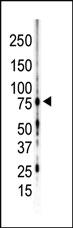 Anti-PRKCG Rabbit Polyclonal Antibody