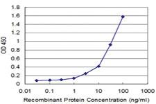 Anti-FH Mouse Monoclonal Antibody [clone: 5D4]