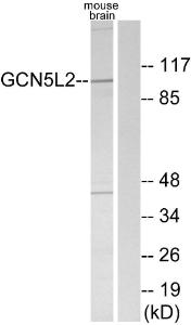 Anti-GCN5L2 antibody