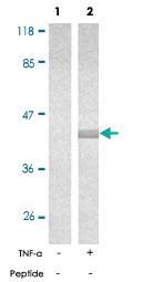 Anti-NFKBIE Rabbit Polyclonal Antibody