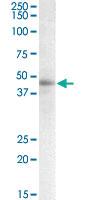 Anti-STAP2 Goat Polyclonal Antibody