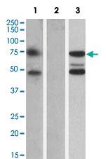 Anti-ASNSD1 Goat Polyclonal Antibody