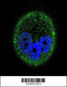 Anti-MAP Kinase 15 Mouse Monoclonal Antibody (FITC (Fluorescein Isothiocyanate)) [clone: 168CT10.6.6]