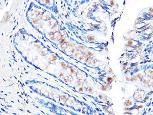 Immunohistochemistry analysis of paraffin-embedded rat rectum using Anti-MUC2 Antibody [ARC1012] (A308122) at a dilution of 1:100 (40x lens). Perform microwave antigen retrieval with 10 mM PBS buffer pH 7.2 before commencing with IHC staining protocol