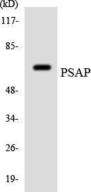 Anti-PSAP antibody