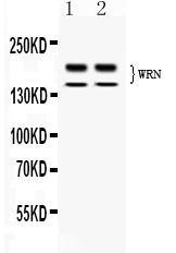 Anti-WRN Rabbit Polyclonal Antibody