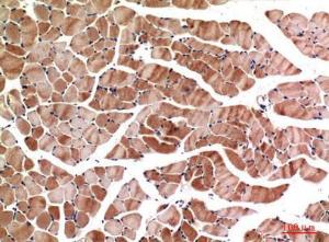 Immunohistochemical analysis of paraffin-embedded mouse muscle using Anti-MYOD1 Antibody