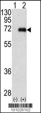 Anti-PRKCI Rabbit Polyclonal Antibody