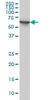 Anti-STIP1 Mouse Monoclonal Antibody [clone: 1E3]