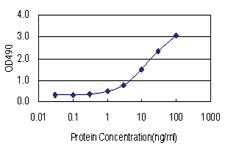 Anti-HOXC4 Antibody Pair