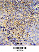 Anti-FCRL4 Rabbit Polyclonal Antibody (APC (Allophycocyanin))