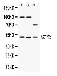 Anti-AZIN2 Rabbit Polyclonal Antibody